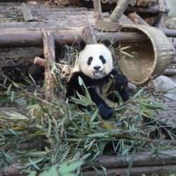 China, Avatar-Mountains und Pandas!! 🇨🇳